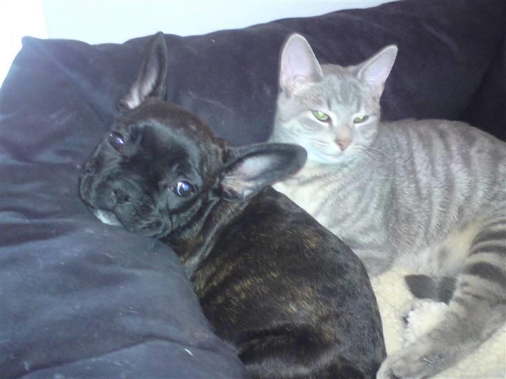 Fransk bulldog Charco - ligger lige og putter med hans lege kammerat billede 2