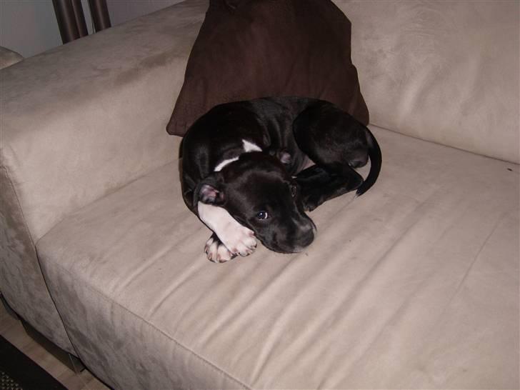 Staffordshire bull terrier Xena billede 13