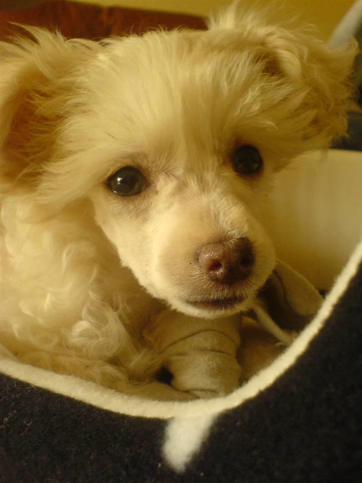 Chinese crested powder puff Yuki Athena Liv billede 1