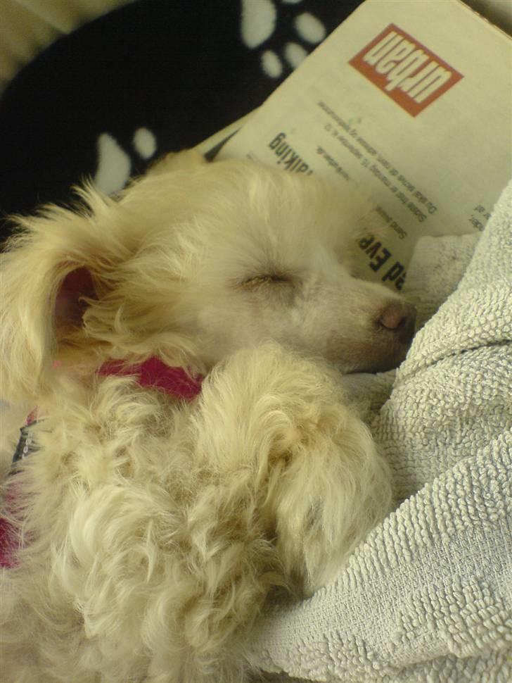 Chinese crested powder puff Yuki Athena Liv billede 2