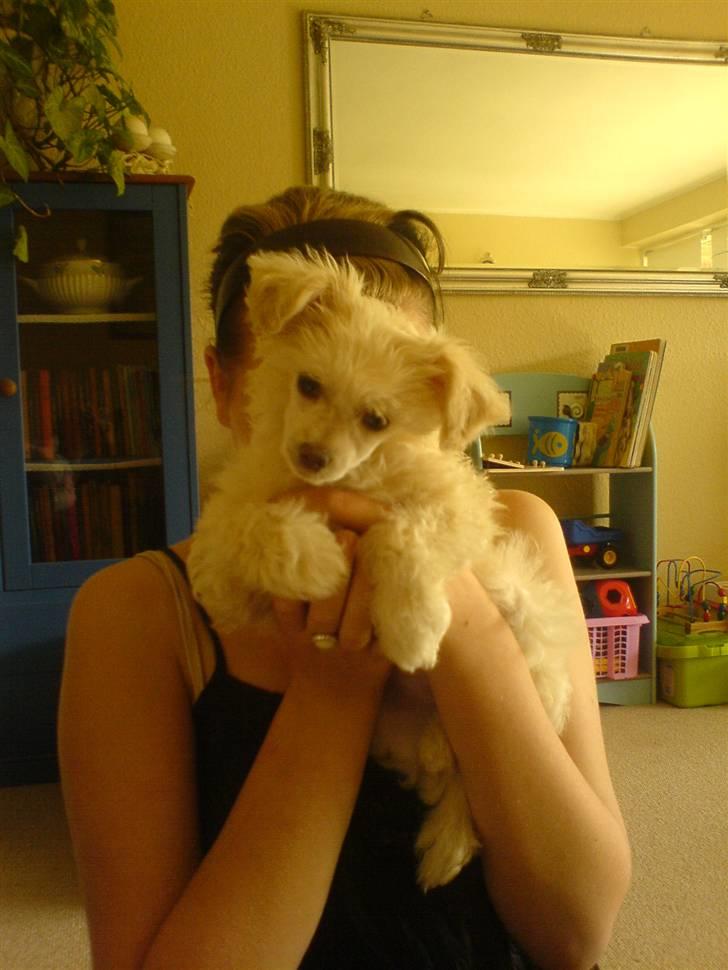 Chinese crested powder puff Yuki Athena Liv billede 3