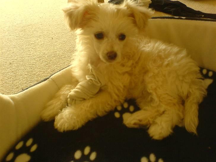 Chinese crested powder puff Yuki Athena Liv billede 4