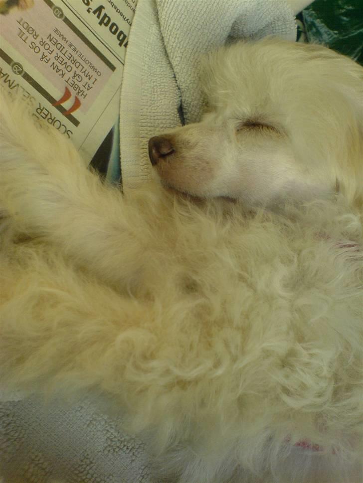 Chinese crested powder puff Yuki Athena Liv - Havde aviser i min kurv på vej hjem....men sov udmærket alligevel.. billede 5