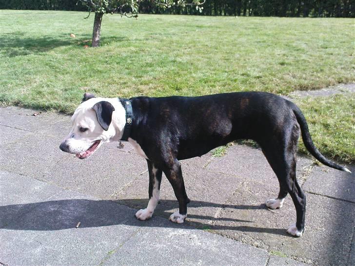 Blanding af racer Zitka - men min hakke , min skovl og min spade lalalalalalala billede 2