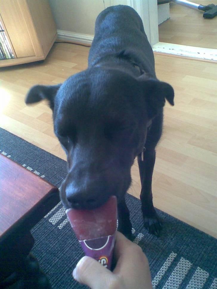 Blanding af racer Max - Puha der er varmt! billede 1