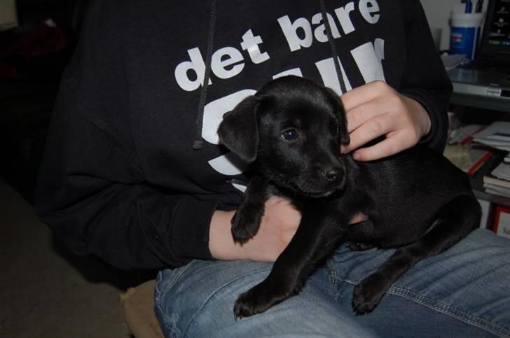 Blanding af racer Max - Max som lille baby! billede 2