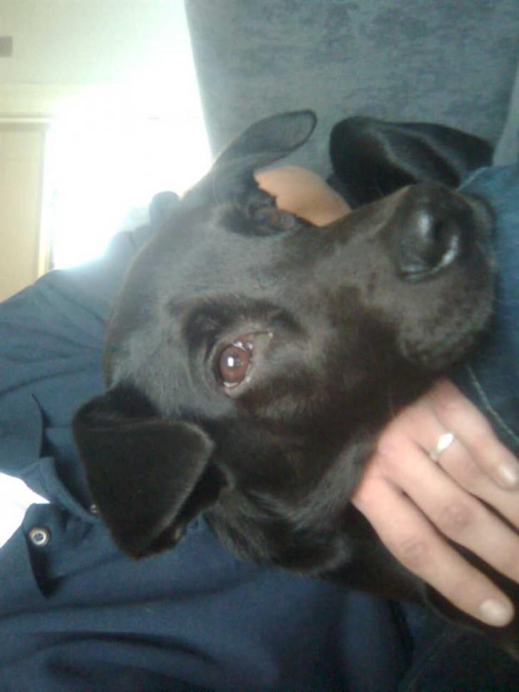 Blanding af racer Max - Kigger lige ud af vinduet.. billede 3