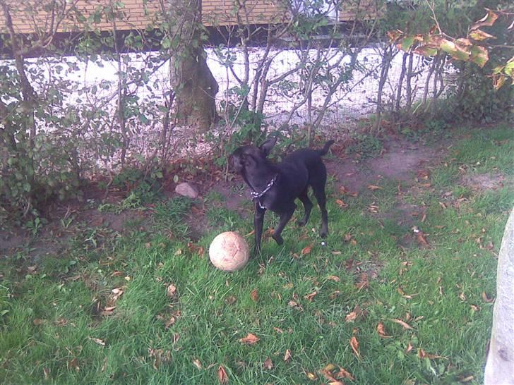 Blanding af racer Max - Hvor bliver min ven nu af? billede 5