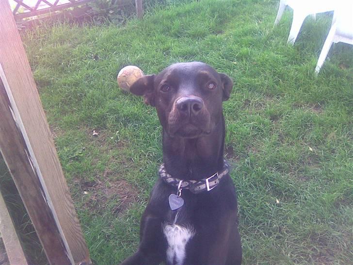 Blanding af racer Max - Jeg vil gerne ind nuuu.. billede 6