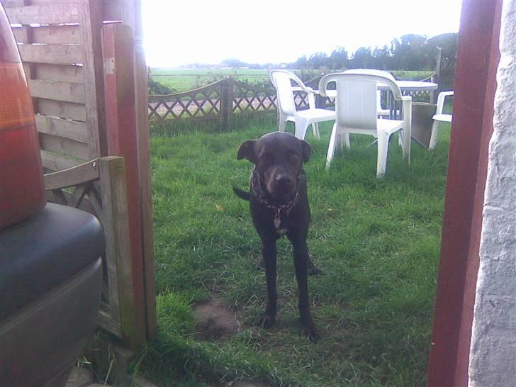 Blanding af racer Max - Må jeg godt komme ind mor og far? billede 7