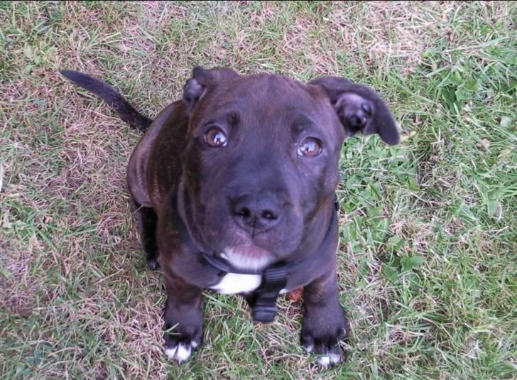 Staffordshire bull terrier Lisa billede 8