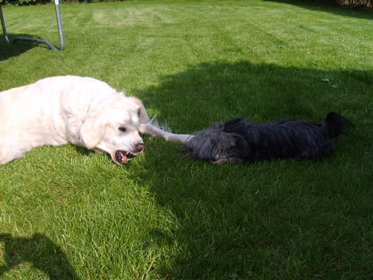 Australian silky terrier Luna R:I:P billede 10