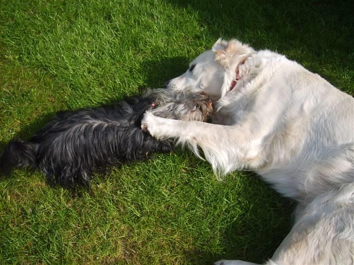 Australian silky terrier Luna R:I:P - det ser lidt farligt ud, men sådan leger lady og luna billede 11