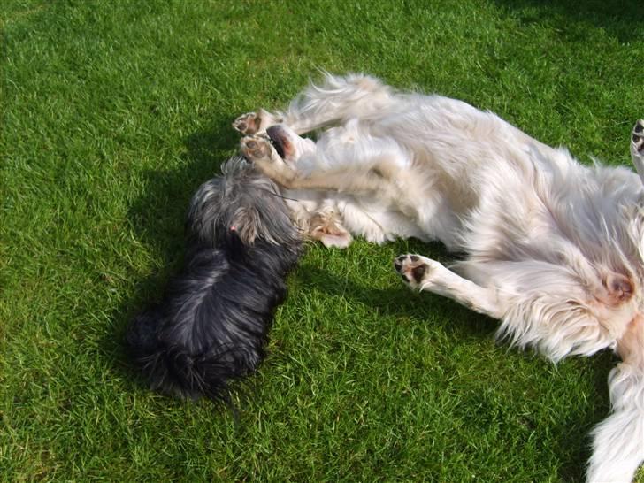 Australian silky terrier Luna R:I:P billede 12