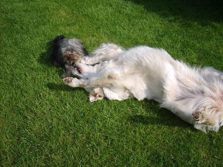 Australian silky terrier Luna R:I:P billede 13