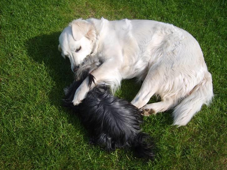 Australian silky terrier Luna R:I:P billede 14