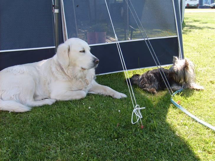 Australian silky terrier Luna R:I:P -   nu tager vi lige en hvilepause billede 15