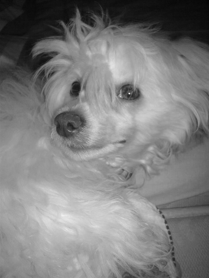 Chinese crested powder puff Yuki Athena Liv billede 6