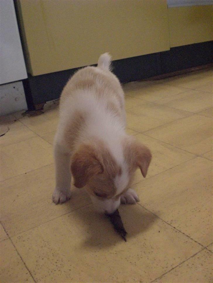 Blanding af racer bella billede 6