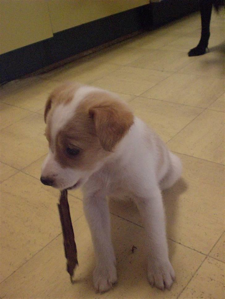 Blanding af racer bella billede 7