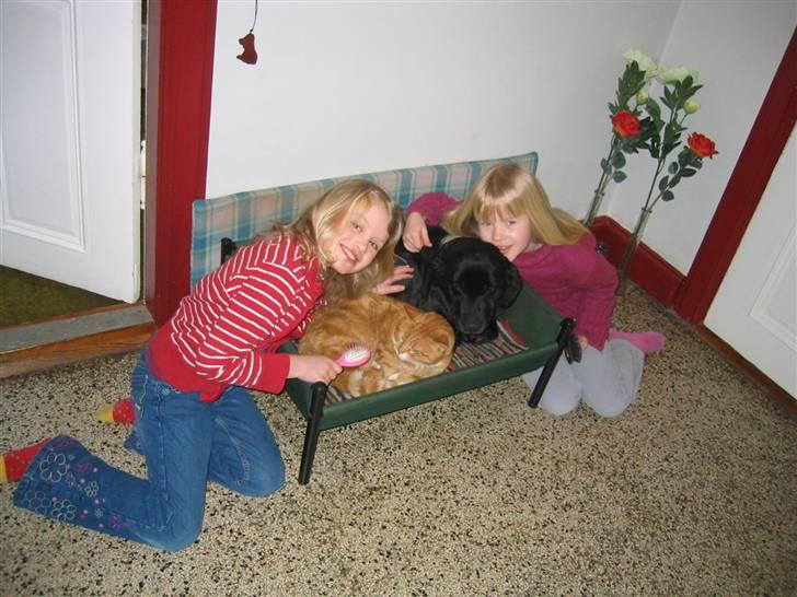 Labrador retriever Chili *formel 1* - mig til højre som 9 årig og min veninde til venstre og som sagt chili ELSKER katte ;-D billede 11