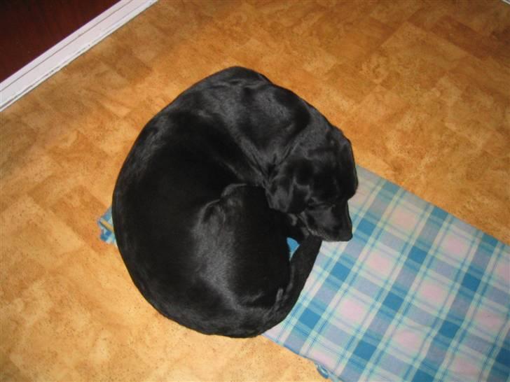 Labrador retriever Chili *formel 1* - '' ligner jeg et rundt pinsvin nu? '' :-) billede 12