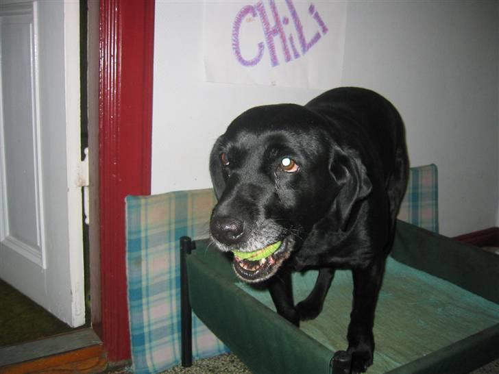 Labrador retriever Chili *formel 1* - Chili i sin kasse med sin bold hihi <3 billede 13
