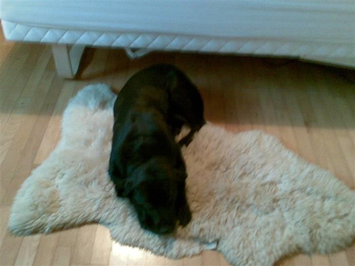 Labrador retriever Chili *formel 1* - Chili hygger på lammeskindet, hvilket hun egentlig ikke må (-: billede 14