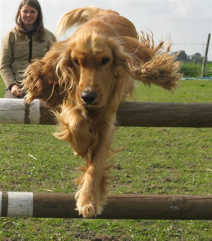 Cocker spaniel Hr. Vimse - R.I.P - Jaah, hvor er jeg bare god! billede 13