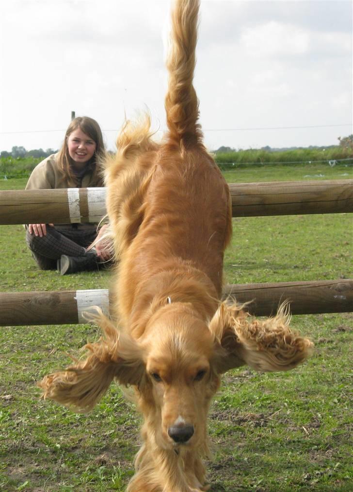 Cocker spaniel Hr. Vimse - R.I.P - Uhaa billede 14