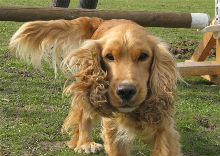 Cocker spaniel Hr. Vimse - R.I.P - Heeh´ billede 15