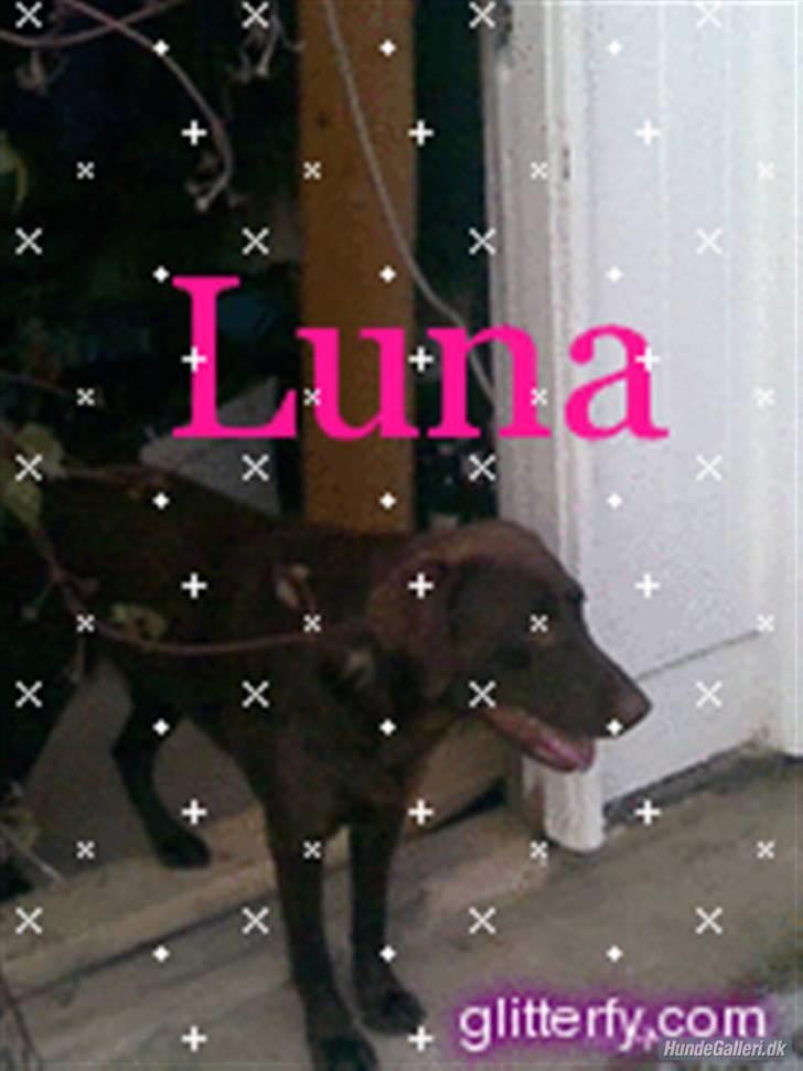 Labrador retriever Luna billede 9