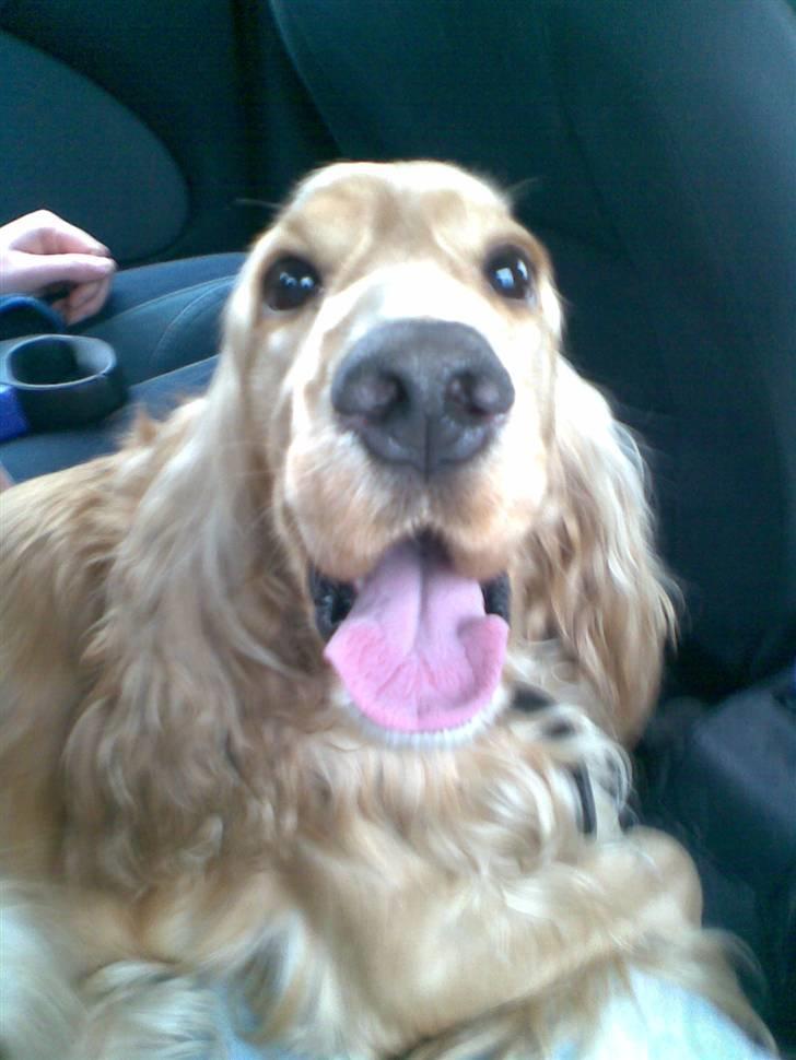 Cocker spaniel Hr. Vimse - R.I.P - På vej med hjem med ham :P Taget på mobil, så dårlig kvalitet :/ billede 16