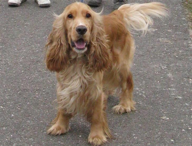 Cocker spaniel Hr. Vimse - R.I.P - Første gang vi så ham :P Vi var lige ude og gå tur med ham .. Taget på mobil, så dårlig kvalitet :/ billede 17
