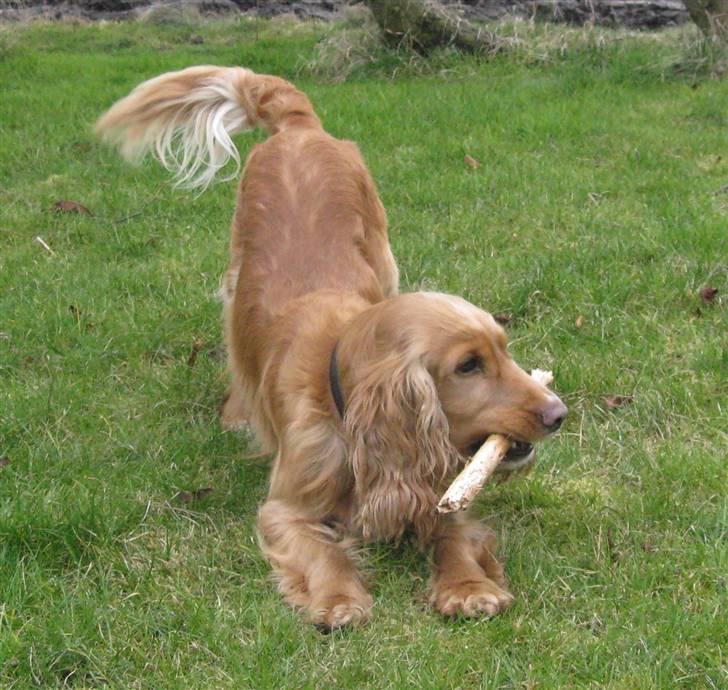 Cocker spaniel Hr. Vimse - R.I.P billede 18