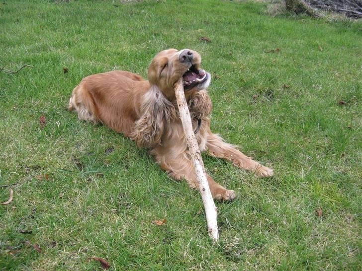 Cocker spaniel Hr. Vimse - R.I.P billede 19