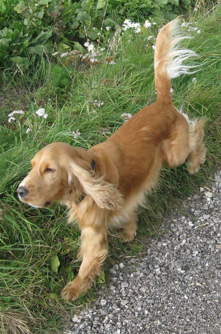 Cocker spaniel Hr. Vimse - R.I.P - Prutte-Vudde løber :D billede 20