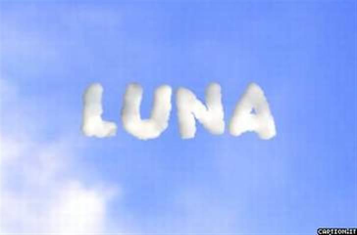 Labrador retriever Luna billede 12