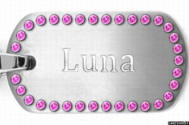 Labrador retriever Luna billede 13