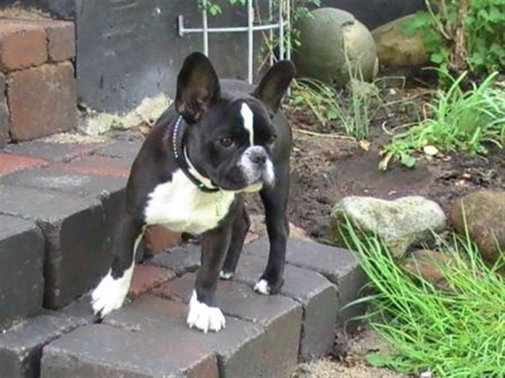 Fransk bulldog ~SOFFIE~ <3Himmelhund<3 billede 4