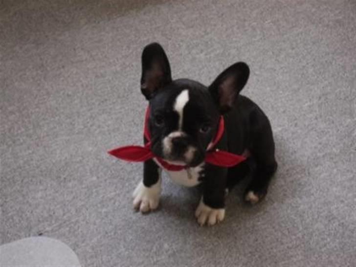 Fransk bulldog ~SOFFIE~ <3Himmelhund<3 billede 5