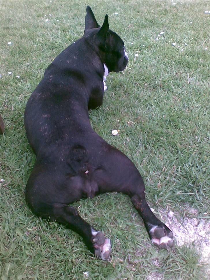 Fransk bulldog ~SOFFIE~ <3Himmelhund<3 - Kvarterets frækkeste pariser mås. billede 7