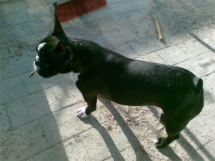 Fransk bulldog ~SOFFIE~ <3Himmelhund<3 billede 8