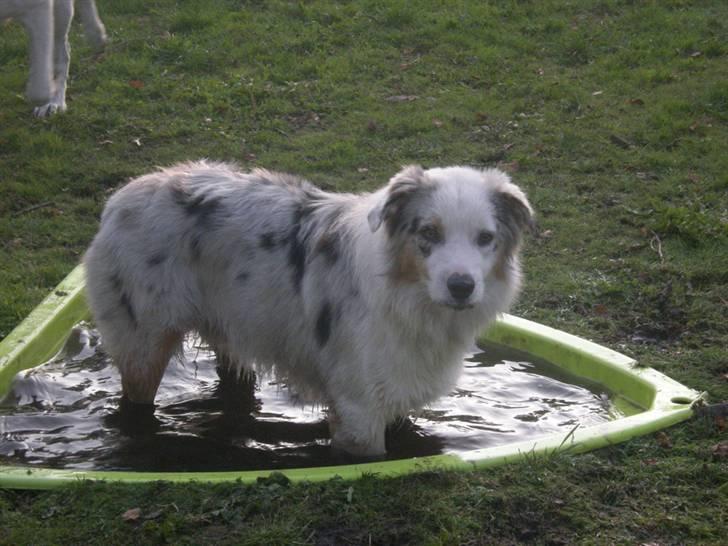 Australian shepherd Baloo - vandhund det er jeg  billede 7