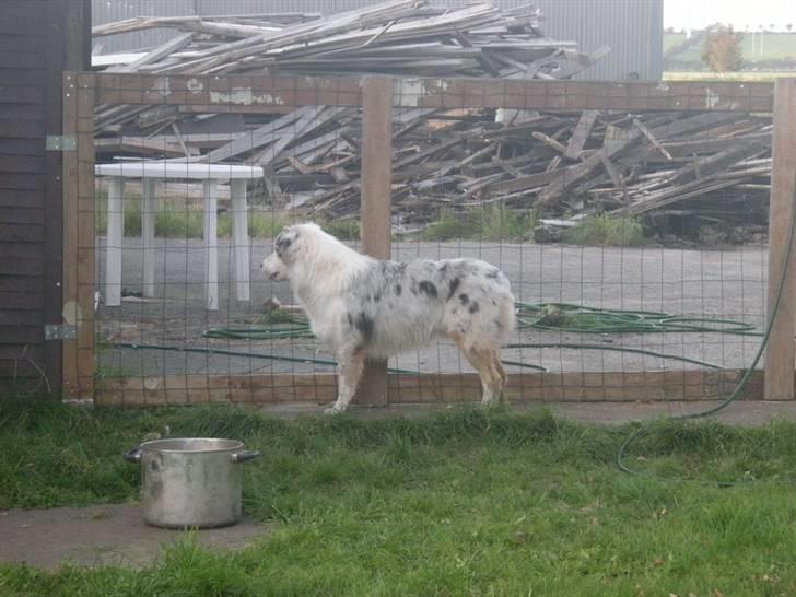 Australian shepherd Baloo - øv nu gik han ind og slukkede for vandet billede 8