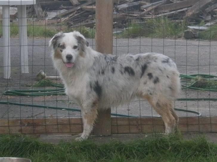 Australian shepherd Baloo - hej billede 9