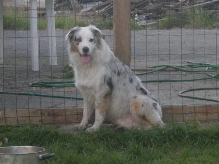 Australian shepherd Baloo billede 11