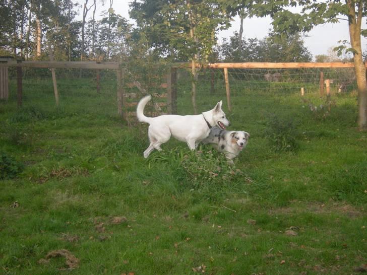 Australian shepherd Baloo - her er jeg sammen med rocky billede 13