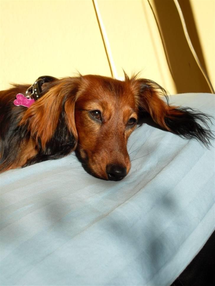 Miniature gravhund Tia billede 5