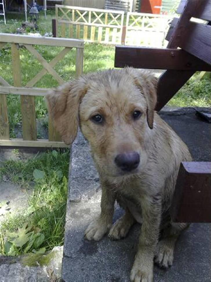 Labrador retriever Maggie - En god dag i mudret 12 uger billede 3